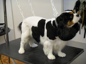 Toilettage - Photos (13)