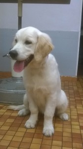 Toilettage - Photos (2)