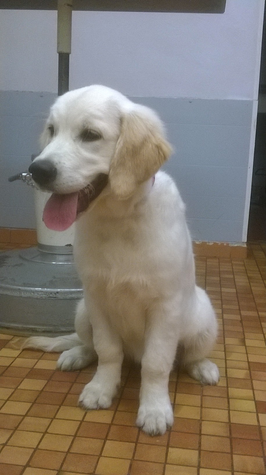 Toilettage - Photos (2)