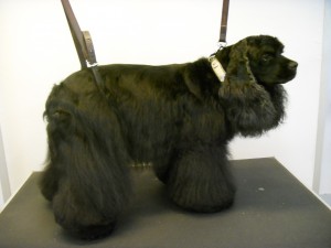 Toilettage - Photos (20)