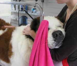 Toilettage - Photos (30)