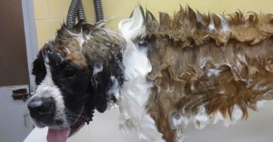 Toilettage - Photos (34)