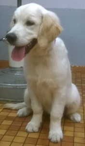 Toilettage - Photos (35)