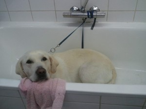 Toilettage - Photos (8)