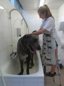 Toilettage - Photos (9)
